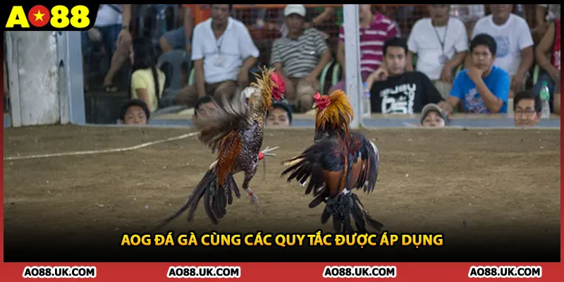 AOG đá gà cùng các quy tắc được áp dụng