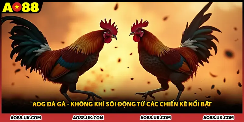 AOG Đá Gà - Không Khí Sôi Động Từ Các Chiến Kê Nổi Bật