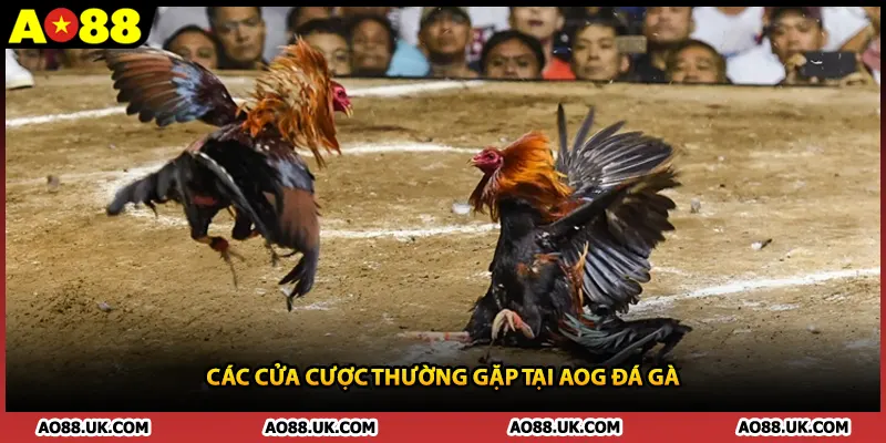 Các cửa cược thường gặp tại AOG đá gà