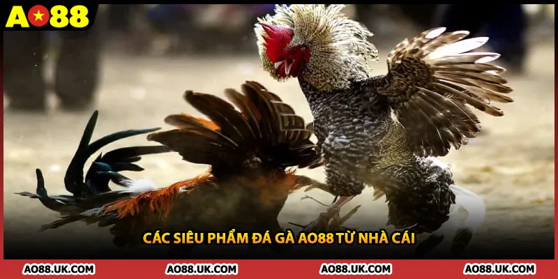 Các siêu phẩm đá gà AO88 từ nhà cái