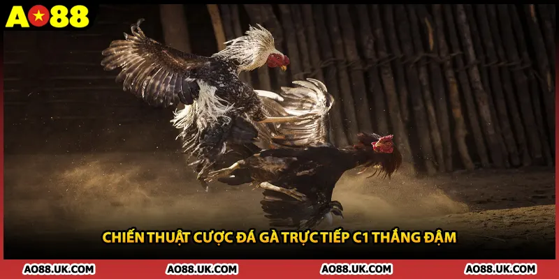 Chiến thuật cược đá gà trực tiếp C1 thắng đậm