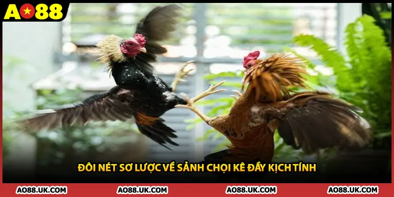 Đôi nét sơ lược về sảnh chọi kê đầy kịch tính