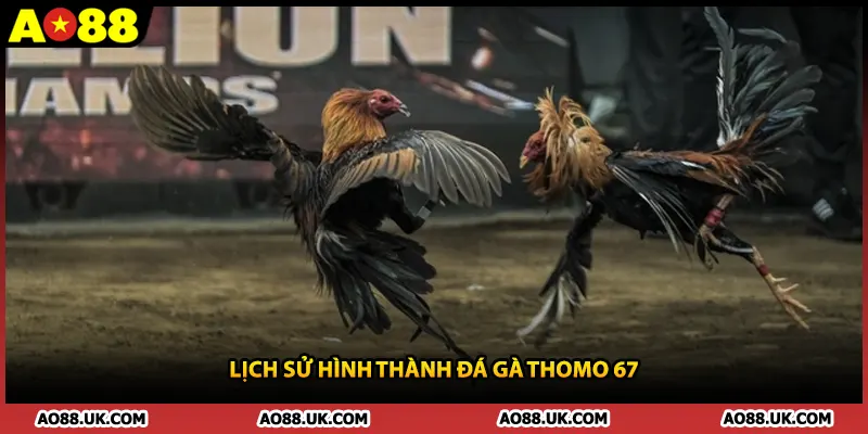 Lịch sử hình thành đá gà Thomo 67