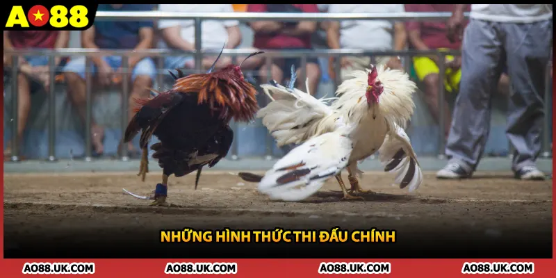 Những hình thức thi đấu chính 