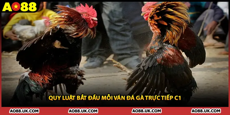 Quy luật bắt đầu mỗi ván đá gà trực tiếp C1
