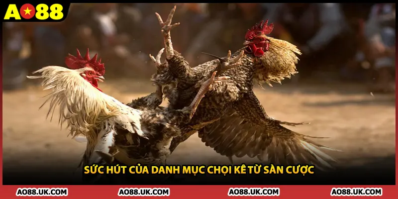 Sức hút của danh mục chọi kê từ sàn cược