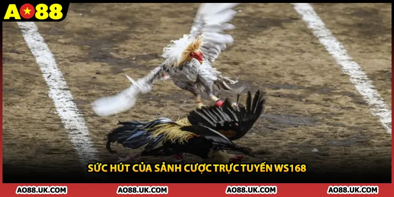 Sức hút của sảnh cược trực tuyến WS168